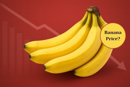 Banana price drop, how much per dozen?