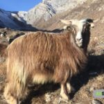 Mustang farmers set to sell 15,000 goats this Dashain