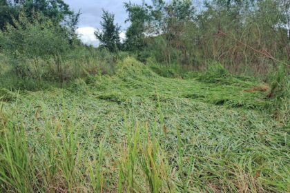 Heavy rain ruins ready-to-harvest paddy crops