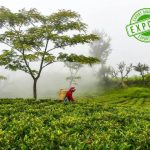 Tea export