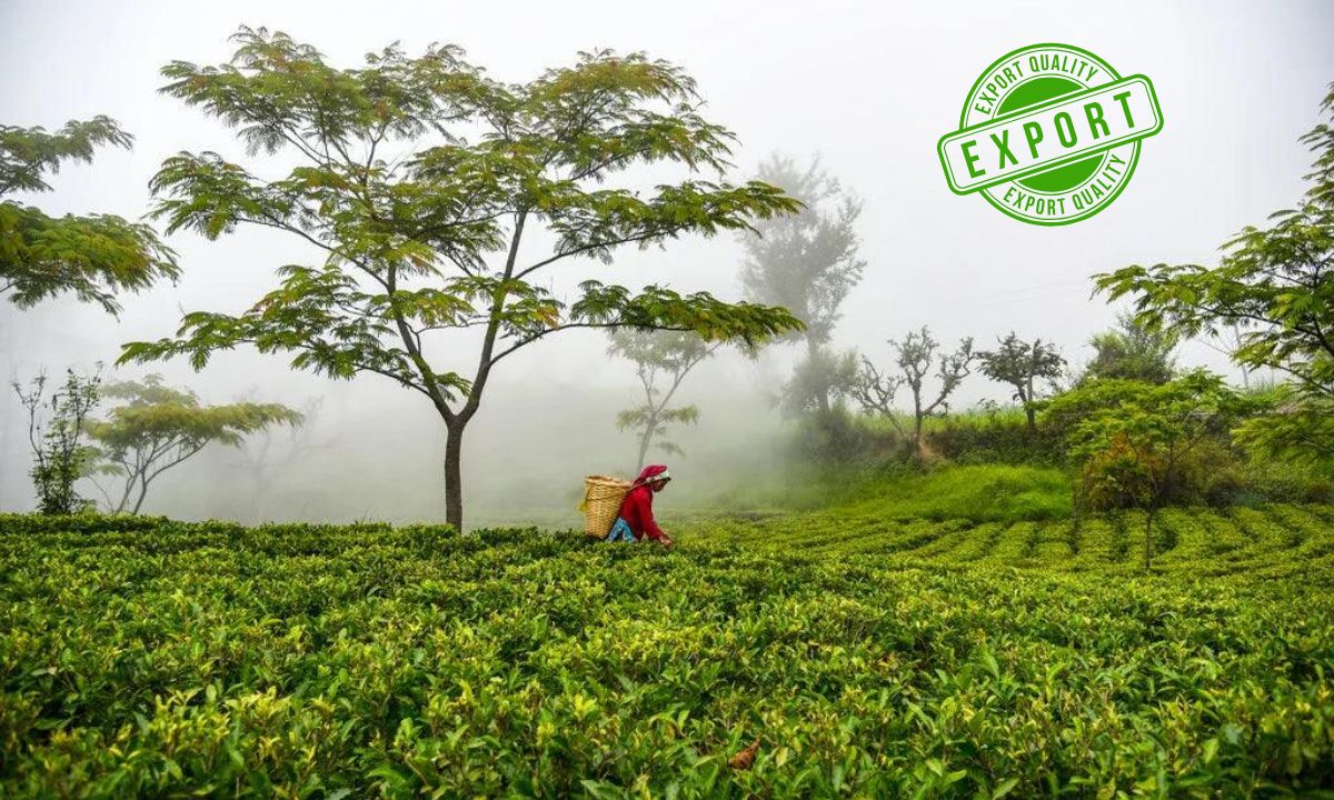 Tea export